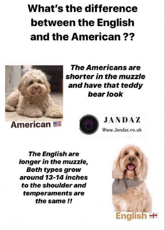 Differences between American and English Cockerpoos