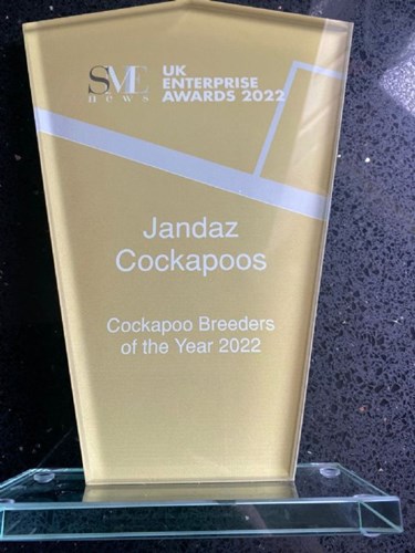 Jandaz Cockapoo Breeders of the Year 2022