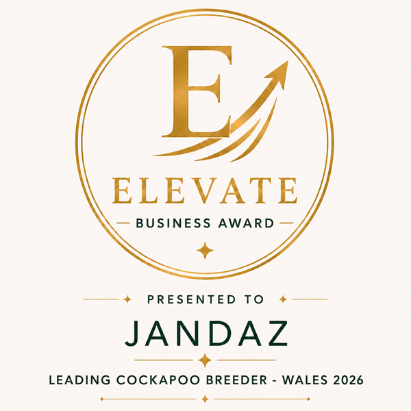 Jandaz Recognised as Leading Cockapoo Breeder Wales 2026