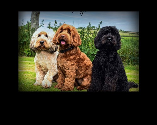 Galleries of Cockapoo Photos | Jandaz Cockapoos