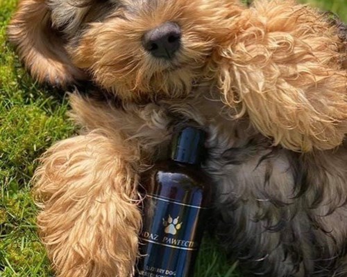 Cockapoo Puppies For Sale | Jandaz Cockapoos