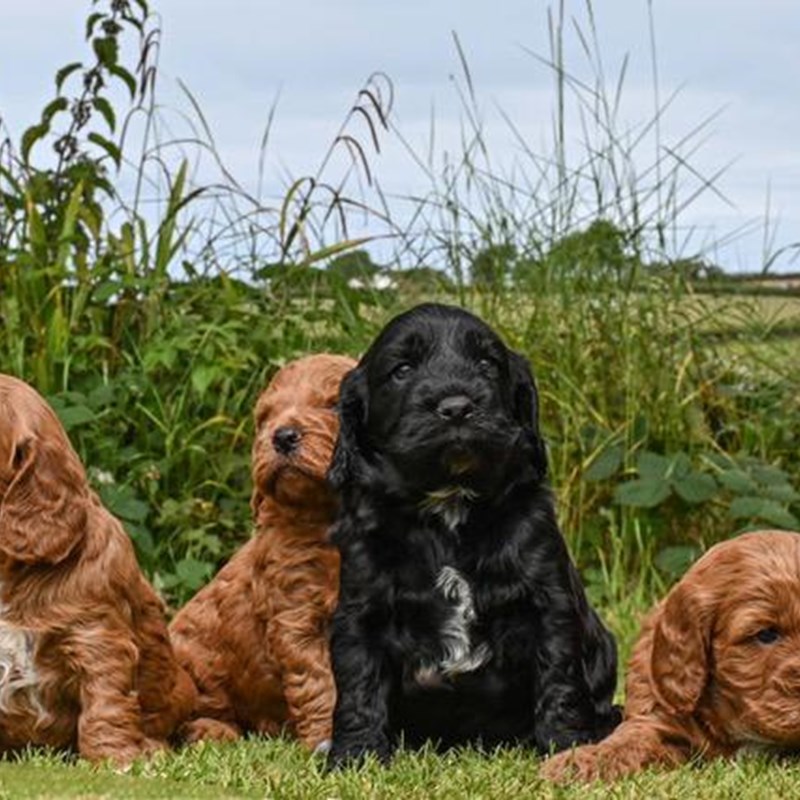 Jandaz Puppies